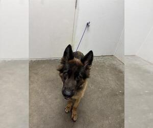 German Shepherd Dog Dogs for adoption in Rosenberg, TX, USA