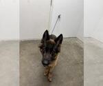 Small German Shepherd Dog