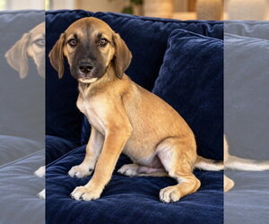 Bogle Dogs for adoption in Southbury, CT, USA