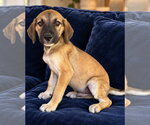 Bonfire Boo ~ meet me! - Male Bogle Dog for Adoption - Small photo