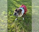 Small #29 Boxer Mix