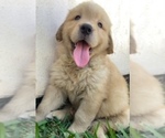 Small Golden Retriever