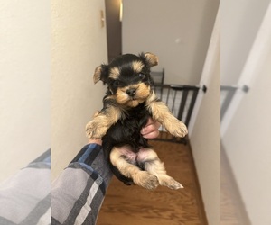 Yorkshire Terrier Puppy for sale in ARLINGTON, TX, USA