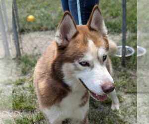 Siberian Husky-Unknown Mix Dogs for adoption in Anniston, AL, USA