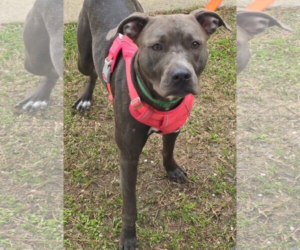Medium Photo #3 American Pit Bull Terrier-Unknown Mix Puppy For Sale in Alexander, AR, USA