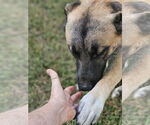 Small #3 Mutt