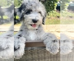 Small #2 Aussiedoodle