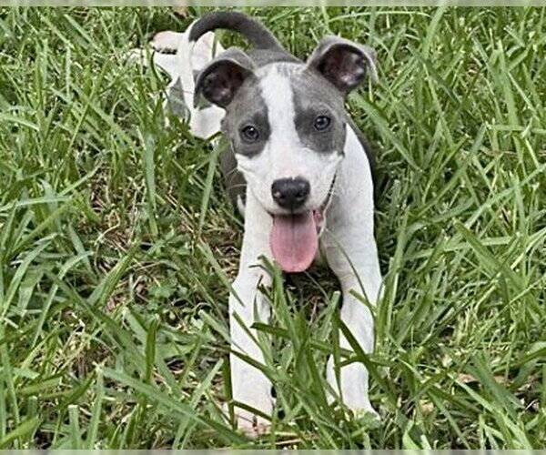 Medium Photo #3 Mutt Puppy For Sale in Houston, TX, USA