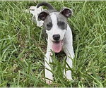 Small #2 Mutt