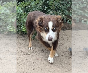 Miniature Australian Shepherd Puppy for sale in FORT MORGAN, CO, USA