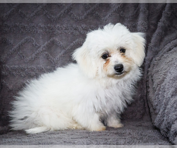 Medium Photo #24 Bichon Frise Puppy For Sale in WAKARUSA, IN, USA