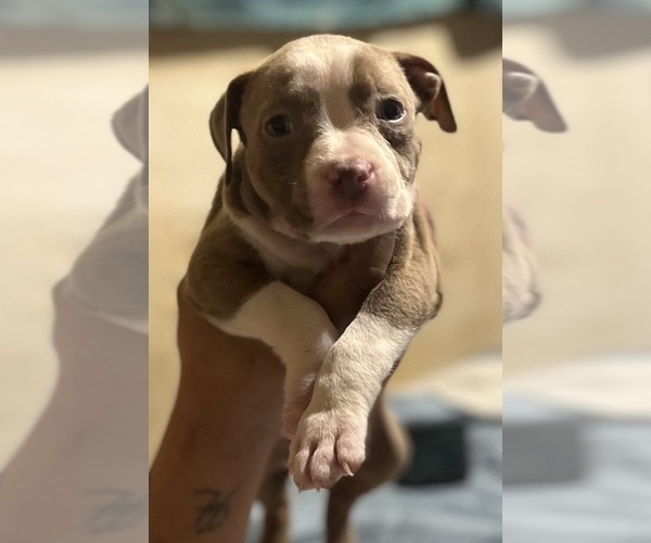 Medium Photo #38 American Bully Puppy For Sale in BUFFALO, NY, USA