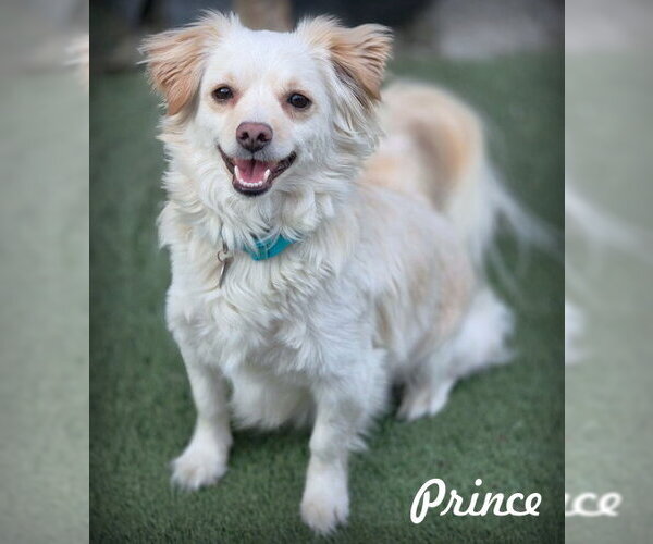 Medium Photo #1 Dameranian Puppy For Sale in Chino Hills, CA, USA