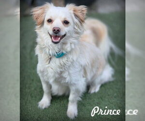 Dameranian Dogs for adoption in Chino Hills, CA, USA