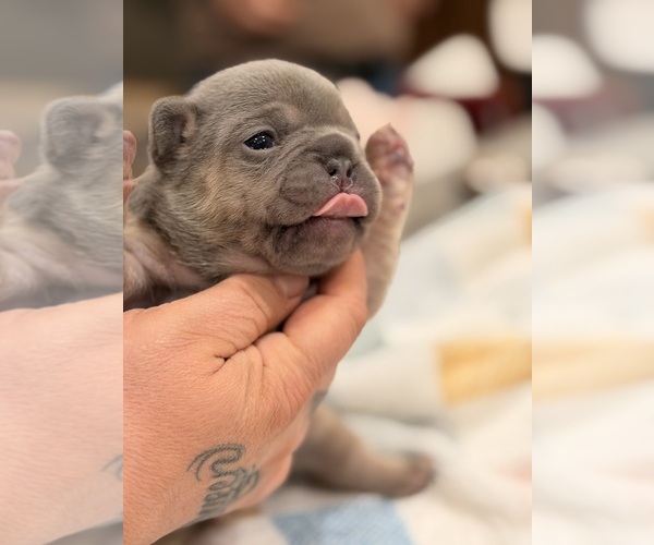 Medium Photo #4 French Bulldog Puppy For Sale in PONSFORD, MN, USA