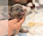 Small #3 French Bulldog