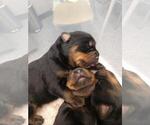 Small Photo #18 Rottweiler Puppy For Sale in NIPOMO, CA, USA