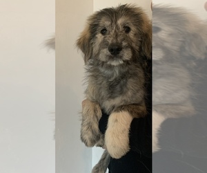 Bouvier Des Flandres-Great Pyrenees Mix Puppy for sale in CIBOLO, TX, USA