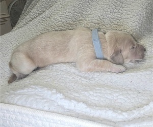 Medium Golden Irish-Golden Retriever Mix