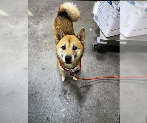 Medium Photo #1 Shiba Inu Puppy For Sale in Forestville, MD, USA