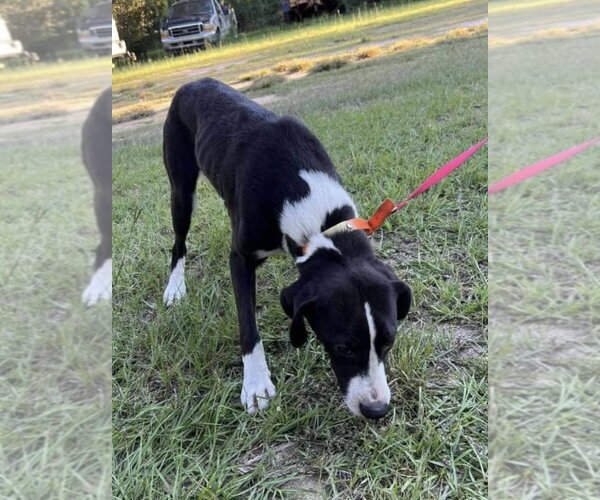 Medium Photo #2 Mutt Puppy For Sale in Ridgefield, CT, USA