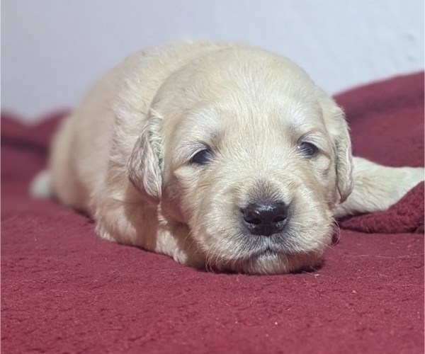 Medium Photo #62 Golden Retriever Puppy For Sale in MODESTO, CA, USA