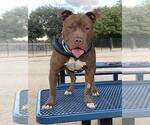 Small #2 American Pit Bull Terrier Mix