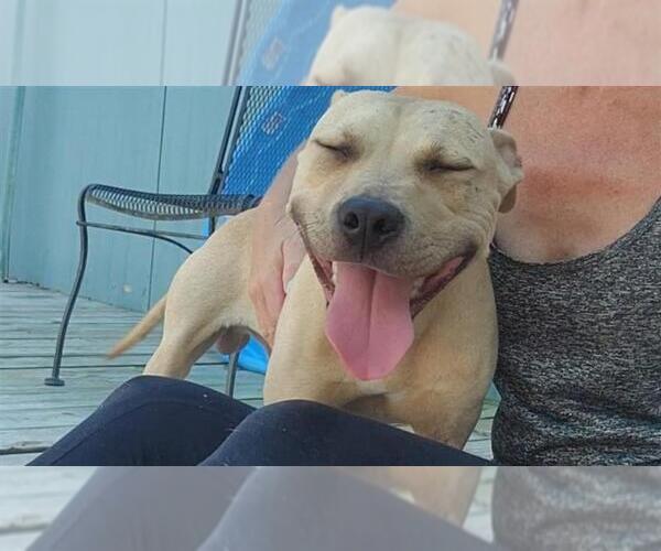 Medium Photo #13 American Pit Bull Terrier-Unknown Mix Puppy For Sale in Murfreesboro, NC, USA