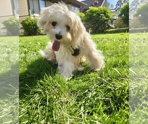 Mills - Male Maltese Dog for Adoption - Photo #4