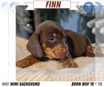 Puppy Finn Dachshund