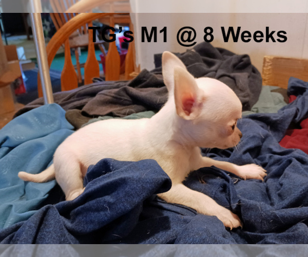 Medium Photo #5 Chihuahua Puppy For Sale in BELLE FOURCHE, SD, USA