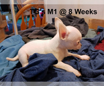 Small Photo #5 Chihuahua Puppy For Sale in BELLE FOURCHE, SD, USA