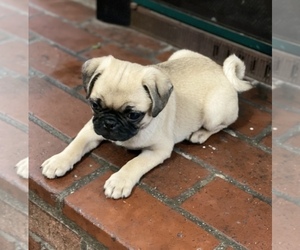 Pug Puppy for Sale in SAN BERNARDINO, California USA