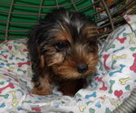 Small #6 Yorkshire Terrier