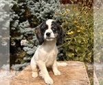 Image preview for Ad Listing. Nickname: Dolly