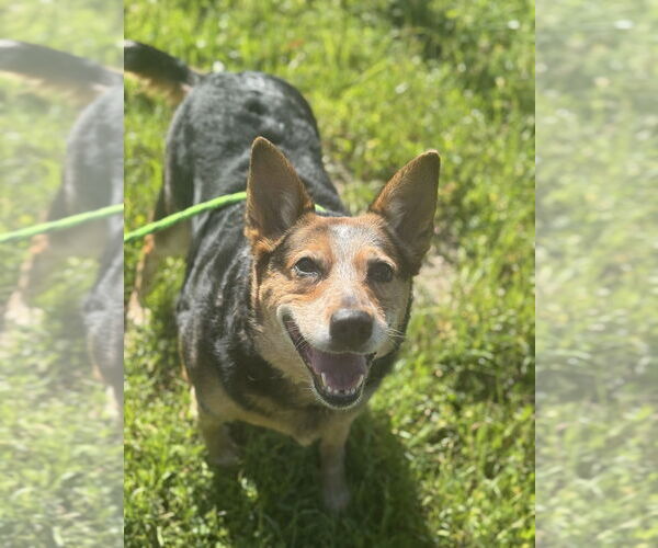 Medium Photo #2 Mutt Puppy For Sale in Salinas, CA, USA