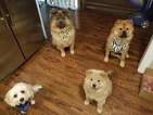 Small Photo #10 Chow Chow Puppy For Sale in DECATUR, IL, USA