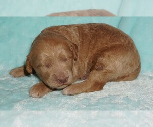 Labradoodle Puppy for sale in LA HABRA, CA, USA