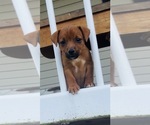 Puppy Brandy Jack Russell Terrier