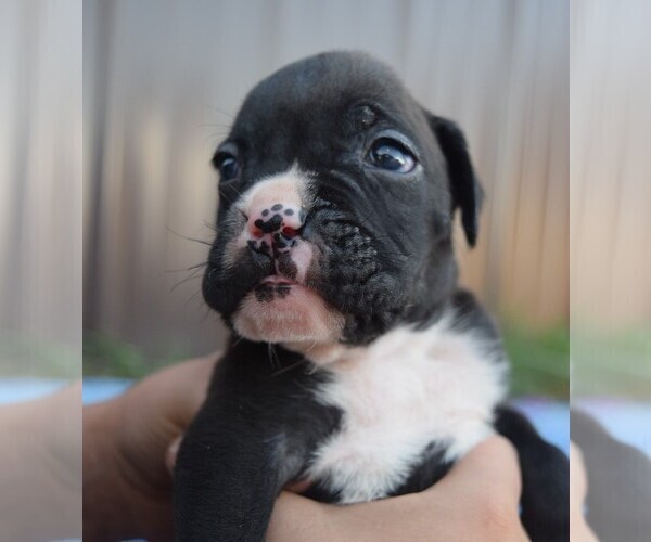Medium Photo #4 Boxer Puppy For Sale in HUMBOLDT, NE, USA