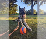 Small Photo #11 German Shepherd Dog Puppy For Sale in Centreville, VA, USA