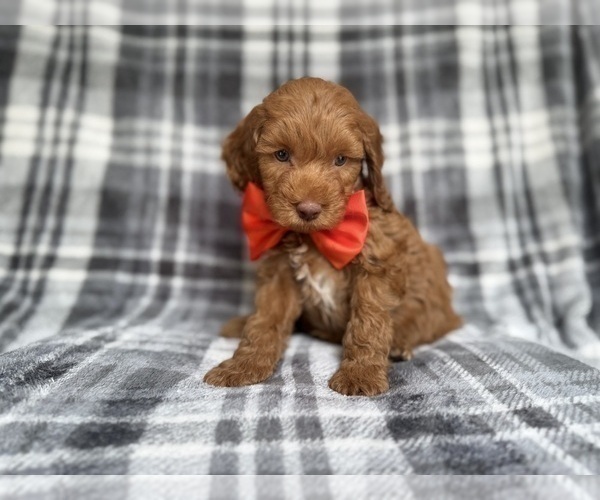 Medium Photo #9 Cockapoo (Miniature) Puppy For Sale in LAKELAND, FL, USA