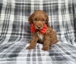 Small #8 Cockapoo (Miniature)