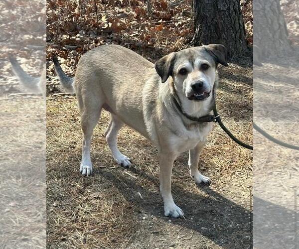 Medium Photo #14 Mutt Puppy For Sale in Chester, NJ, USA