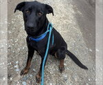 Boone - Male Labrador Retriever-Unknown Mix Dog for Adoption - Small photo