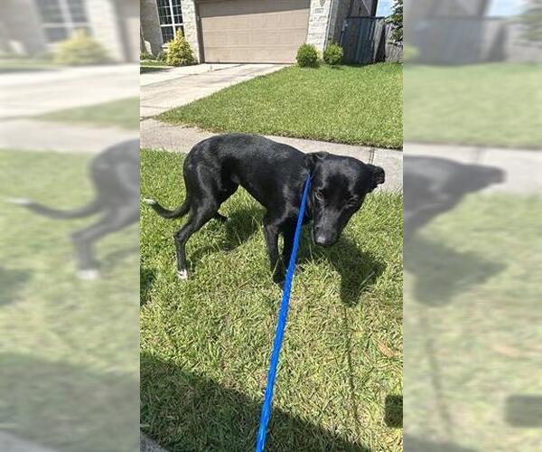 Medium Photo #1 German Shepherd Dog-Unknown Mix Puppy For Sale in Houston, TX, USA