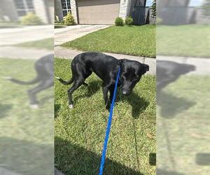 German Shepherd Dog-Unknown Mix Dogs for adoption in Houston, TX, USA
