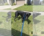 Small German Shepherd Dog Mix