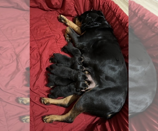 Medium Photo #5 Rottweiler Puppy For Sale in HOWEY IN THE HILLS, FL, USA