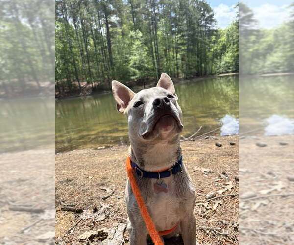 Medium Photo #5 Bulldog-Unknown Mix Puppy For Sale in Kennesaw, GA, USA